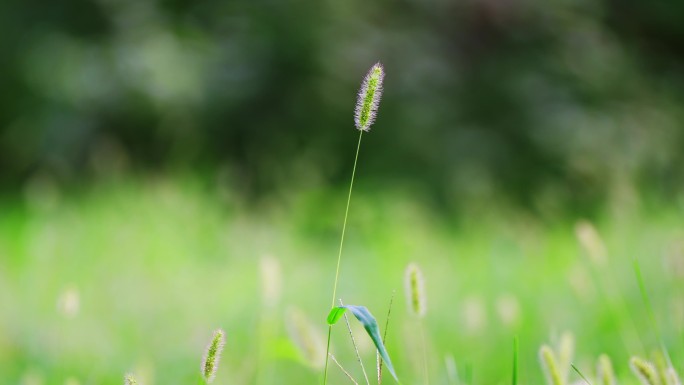 野花野草清新唯美蒲公英狗尾巴草【组镜】