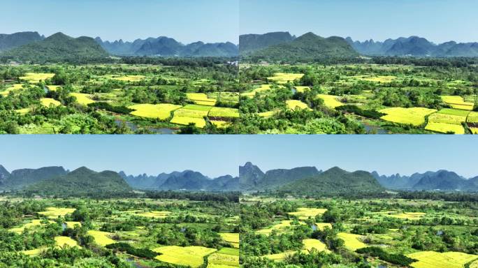 秋天阳光下桂林喀斯特山边小河两旁的稻田