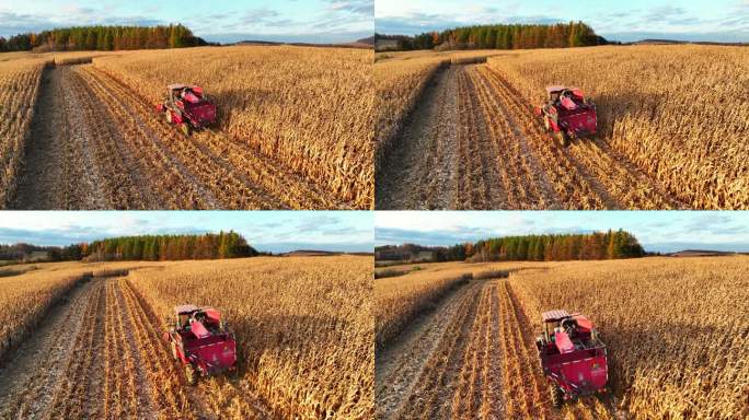 航拍苞米地机收1021-7-跟随-优秀