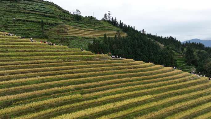 广西龙胜县 金秋时节 龙脊梯田
