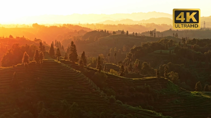 茶山茶园采茶茶叶美丽乡村