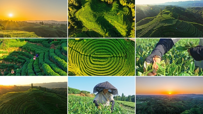 茶山茶园采茶茶叶美丽乡村