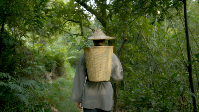 上山采药挖中草药老中医古代中医