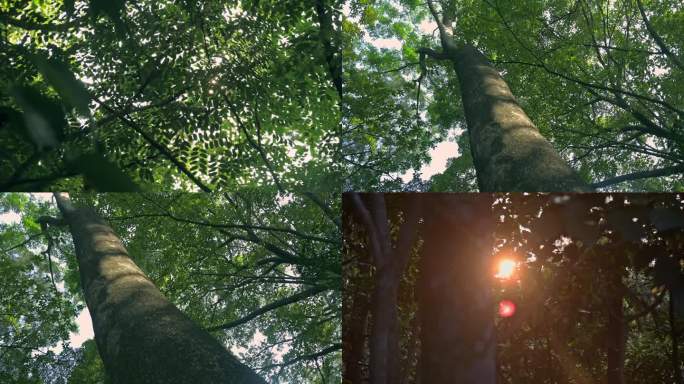 树，光影，炫光，空镜，治愈，阳光，傍晚