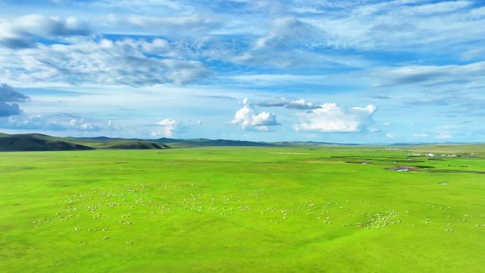 航拍草原牧场羊群