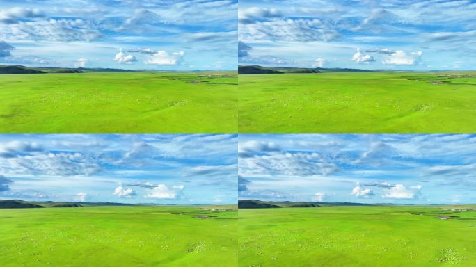 航拍草原牧场羊群