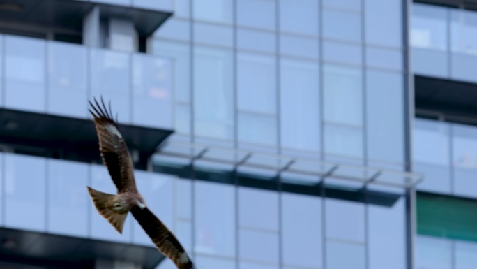在城市建筑间飞翔的黑耳鸢、老鹰、麻鹰