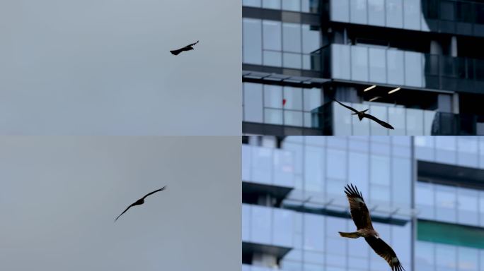 在城市建筑间飞翔的黑耳鸢、老鹰、麻鹰