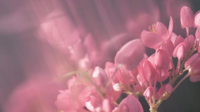 鲜花 花朵 朦胧感虚幻意境