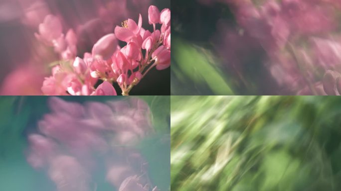 鲜花 花朵 朦胧感虚幻意境