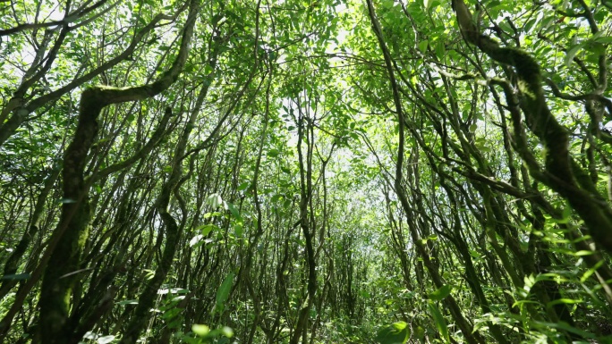 茶树 绿树成荫  茶树蓬勃发展 自然光影
