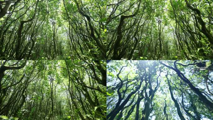 茶树 绿树成荫  茶树蓬勃发展 自然光影