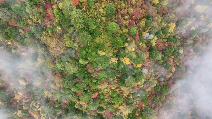 松潘县黄龙国家级风景名胜区森林秋色