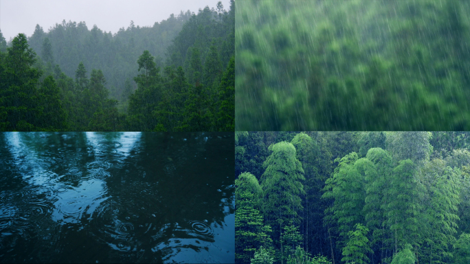 下雨自然雨天森林雨水雨滴