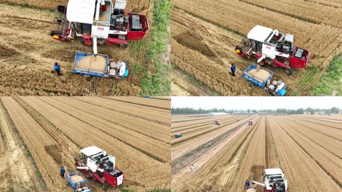 农业 机器 收割 小麦
