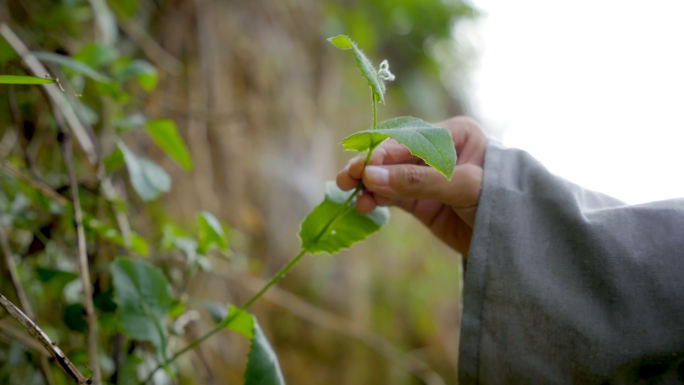 上山采药老中医古代中医挖中草药