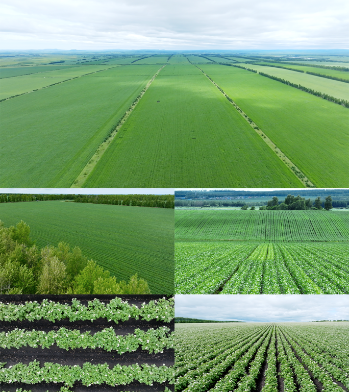 东北黑土地黄豆种植基地