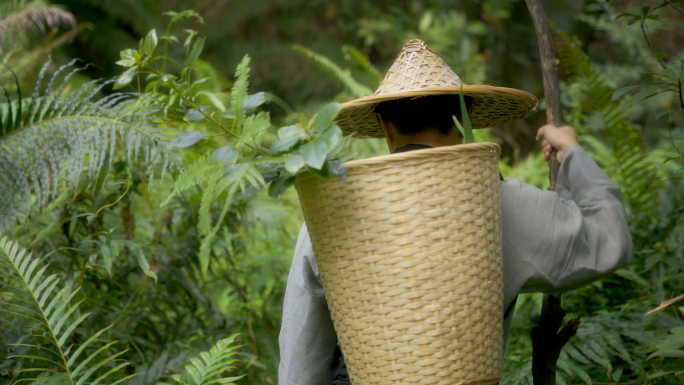 老中医上山采药古代中医挖中草药