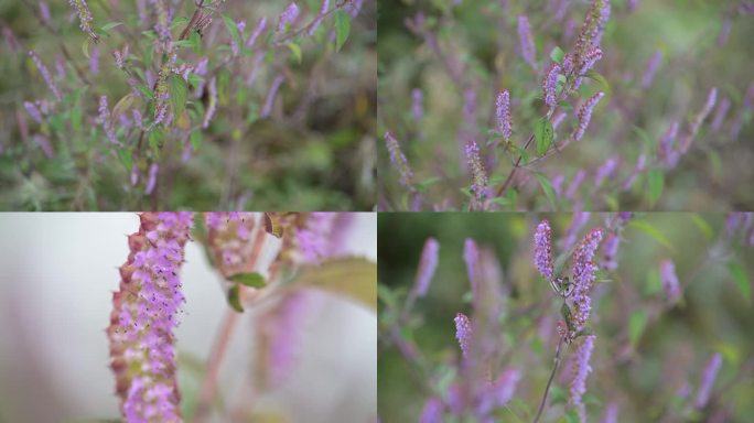 香薷开花中药材野生植物岩生香薷