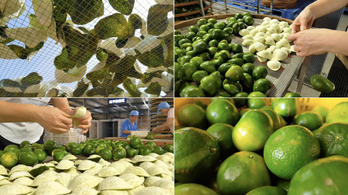 新会陈皮 制作工艺