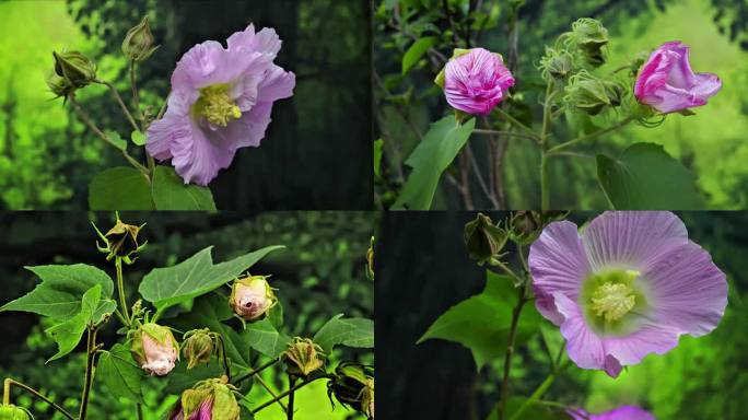 芙蓉花单瓣木芙蓉延时摄影大自然背景