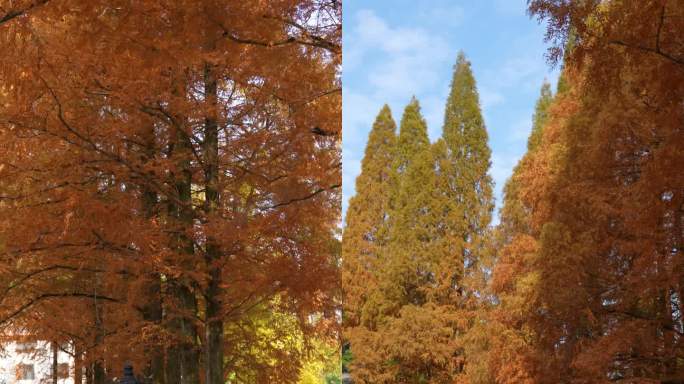 秋天红色水杉（古南台寺）-竖版