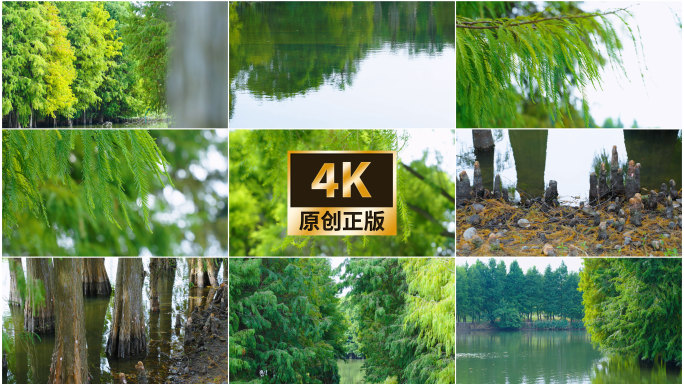 落羽杉