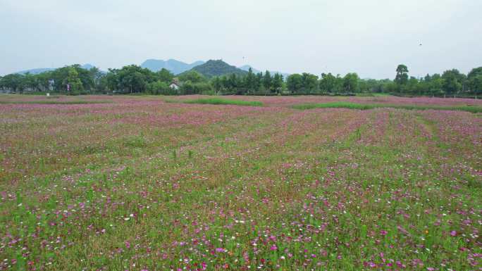 杭州湘湖格桑花花海风景航拍