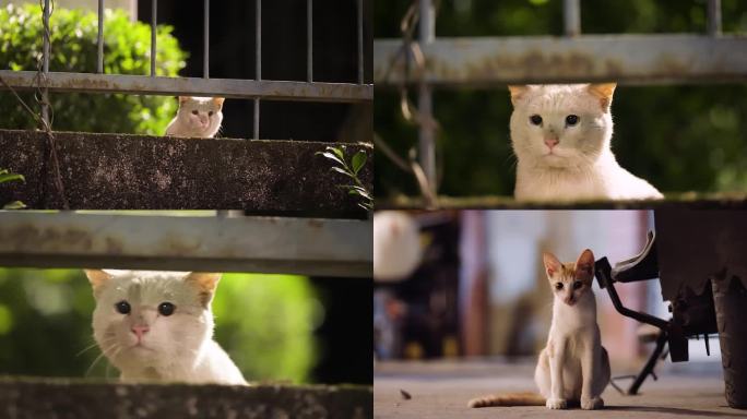 深夜里的流浪猫