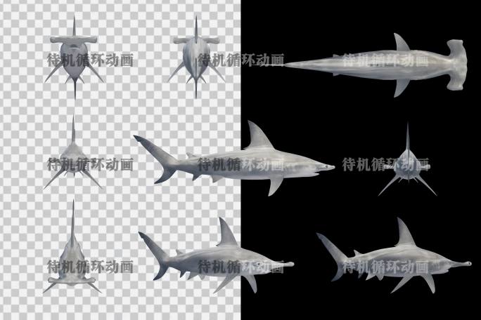 写实锤头鲨动画素材
