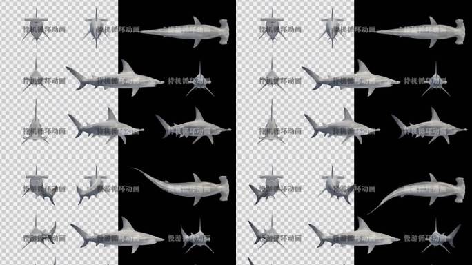 写实锤头鲨动画素材