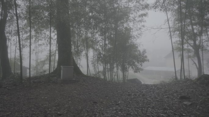 主视角迷茫原始森林寻找方向