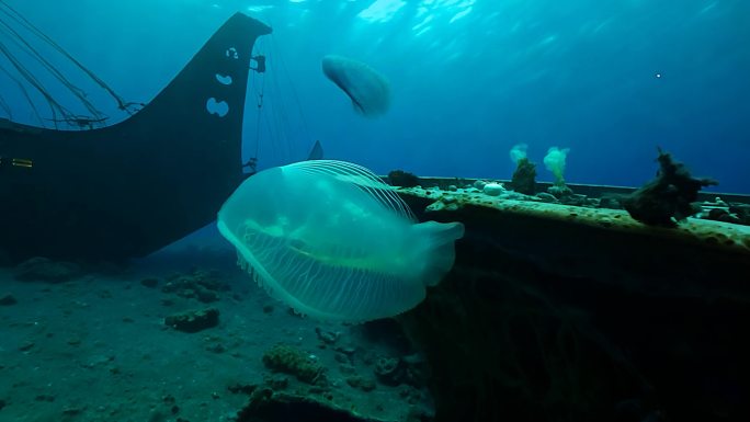 深海生物缓慢游过海底沉船时的神秘画面