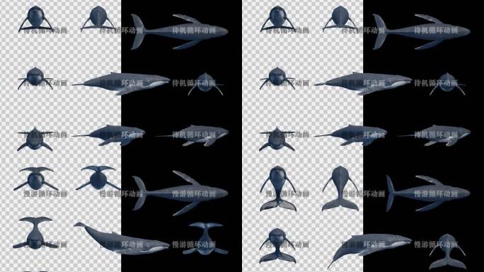 写实座头鲸动画素材