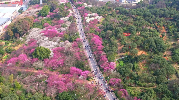 杭州超山春天梅花风景航拍