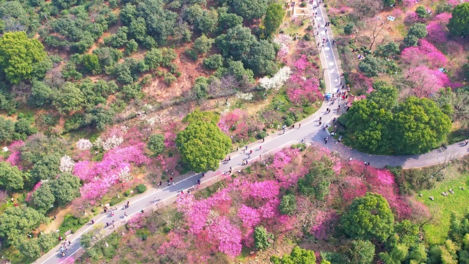 杭州超山春天梅花风景航拍