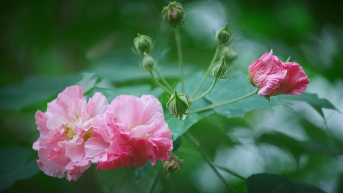 秋天芙蓉花