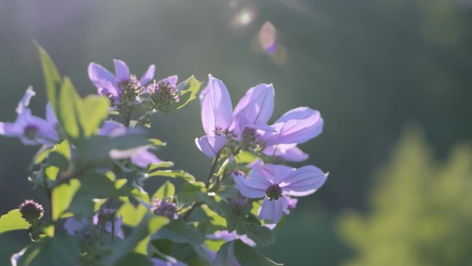 丁香花 丁香花实拍 哈尔滨市花