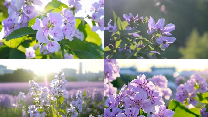 丁香花 丁香花实拍 哈尔滨市花