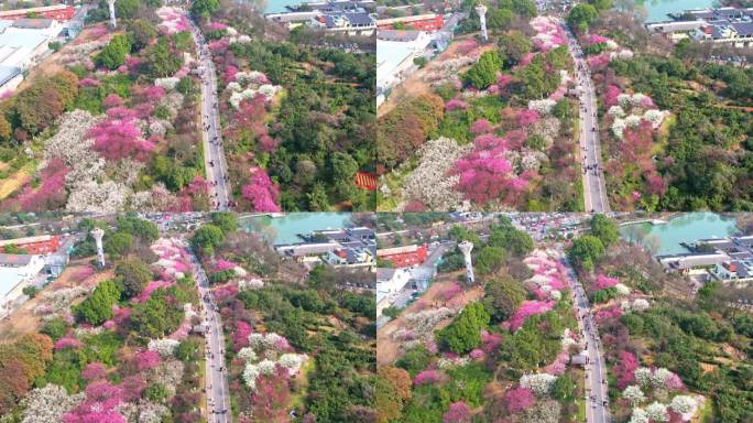 杭州超山春天梅花风景航拍