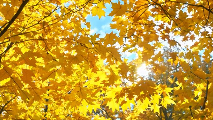 秋天仰视黄色树叶