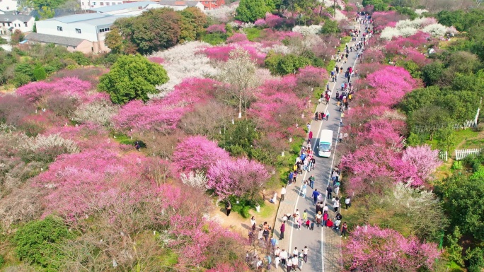 杭州超山春天梅花风景航拍