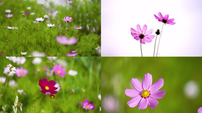 4K高原格桑花粉红色格桑花4