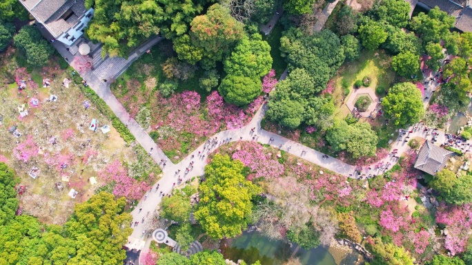 杭州超山春天梅花风景航拍