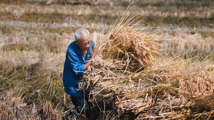 丰收稻谷水稻农业大米丰收