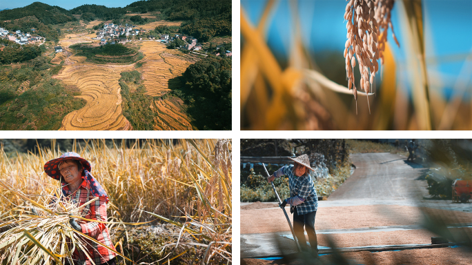丰收稻谷水稻农业大米丰收