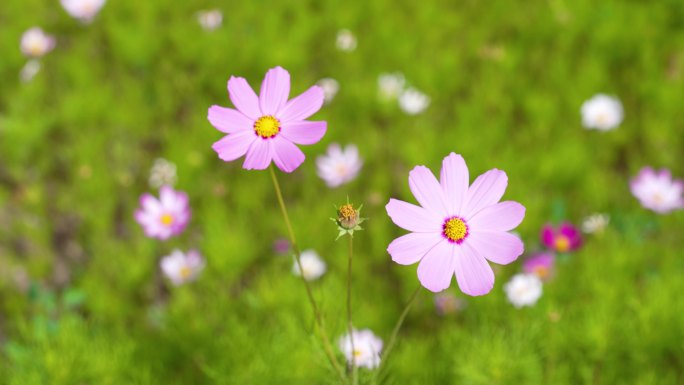 4K高原格桑花粉红色格桑花3