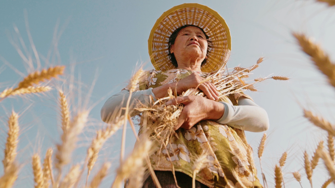 麦田麦浪小麦成熟小麦收割农民笑脸乡村振兴