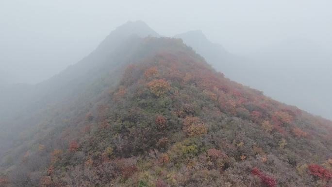 北方秋天红叶拍摄