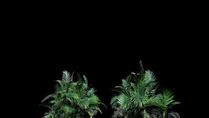 植物穿梭